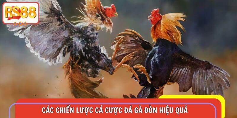 Chiến lược đá gà đòn đoán đâu trúng đó