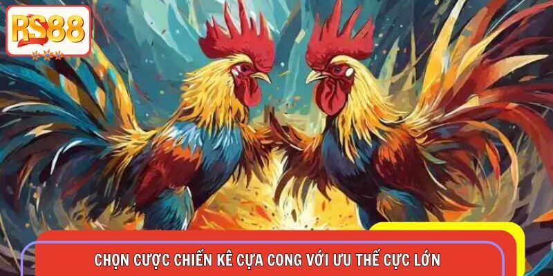 Chọn cược chiến kê cựa cong với ưu thế cực lớn