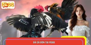 Đá Gà Đòn Tại RS88 – Tham Gia Đổi Đời Ngay Phút Chốc
