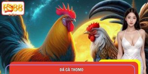 Đá Gà Thomo – Sảnh Cá Cược Uy Tín Và Đẳng Cấp Tại RS88