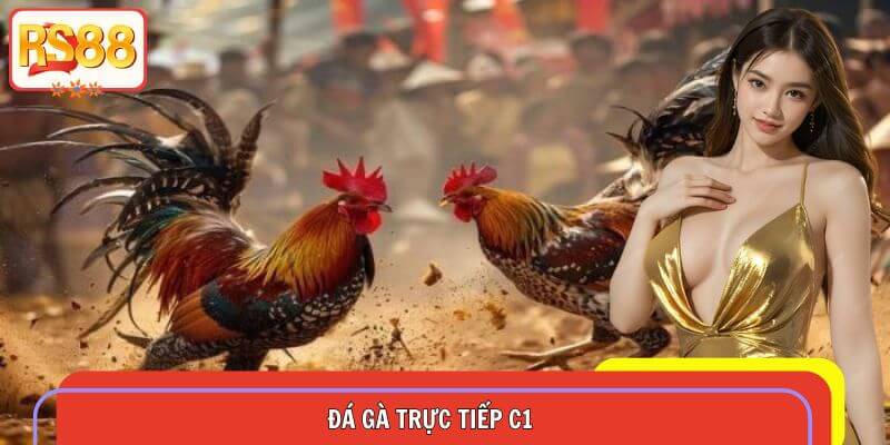 Đá Gà Trực Tiếp C1 – Xem Ngay Không Cần Đợi Tại RS88