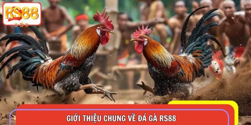 Giới thiệu thông tin chung về nguồn gốc và sảnh đá gà RS88