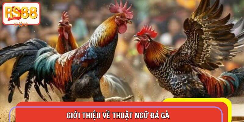 Giới thiệu về thuật ngữ đá gà với các thông tin tổng quan