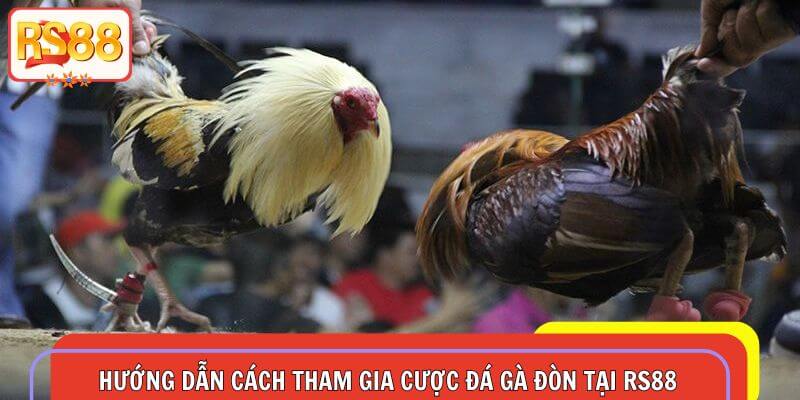 Quy trình tạo ID và xem đá gà đòn cực đơn giản tại RS88