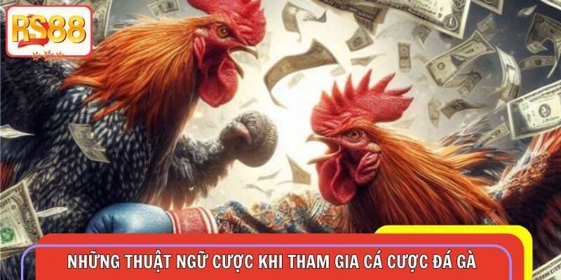 Thuật ngữ cược đá gà thường hay gặp tại hệ thống RS88