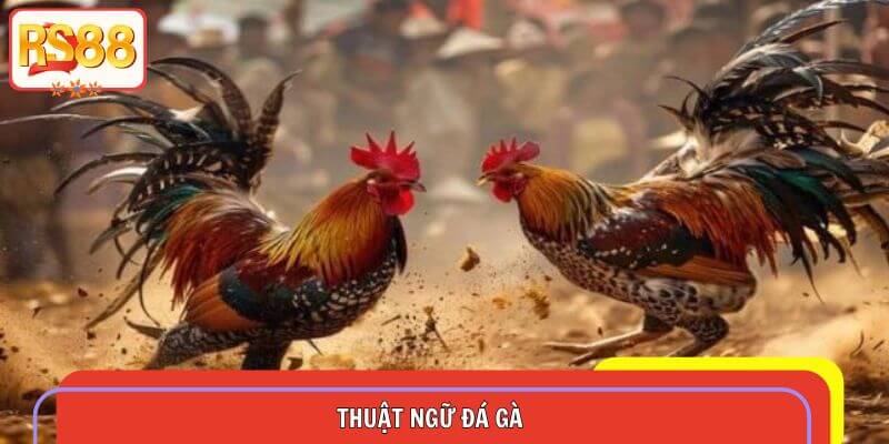 Thuật Ngữ Đá Gà – Kiến Thức Vàng Giúp Tăng Tỷ Lệ Thắng Cược