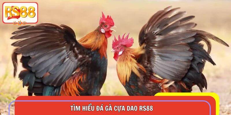 Tìm hiểu đá gà cựa dao RS88