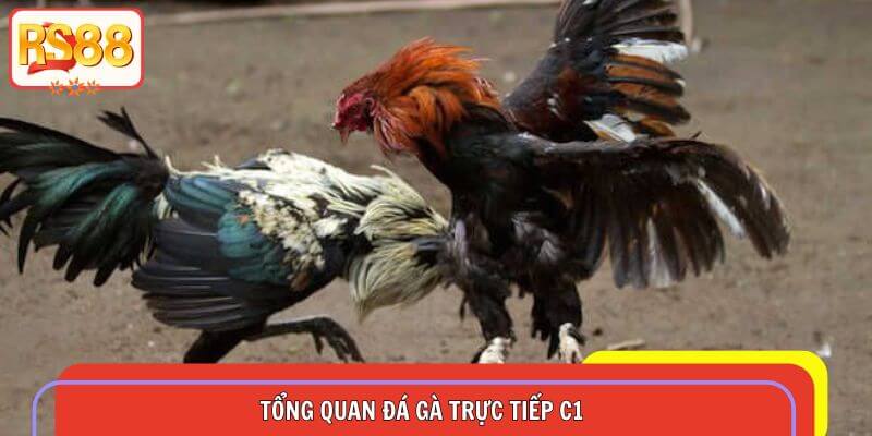 Tổng quan đá gà trực tiếp C1