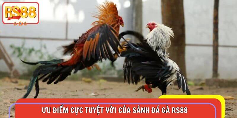 Ưu điểm cực tuyệt vời của sảnh đá gà tại sân chơi RS88